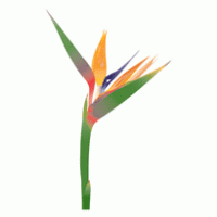 Logo of flower